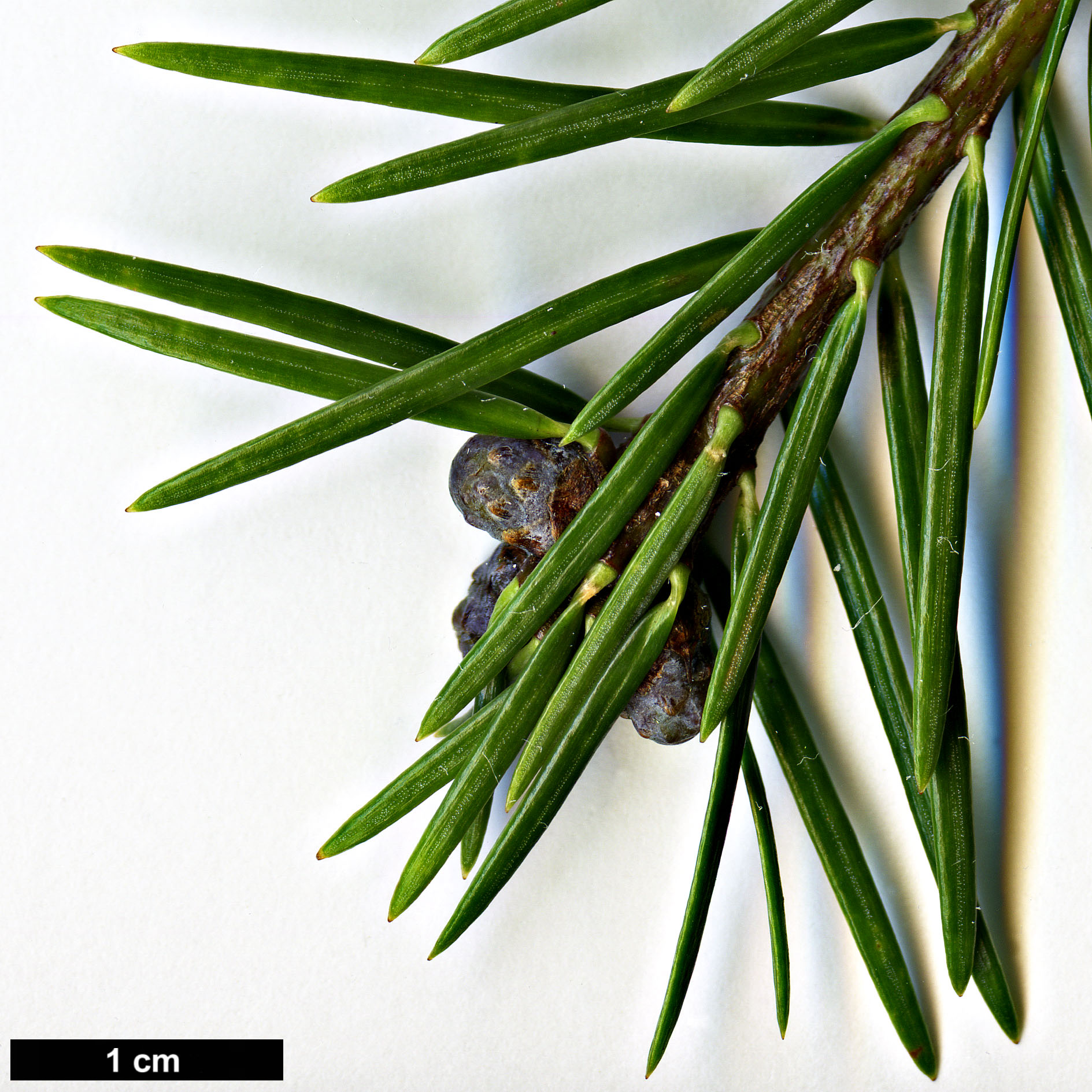 High resolution image: Family: Pinaceae - Genus: Abies - Taxon: durangensis - SpeciesSub: var. coahuilensis